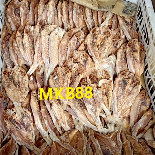 Detail Gambar Ikan Biji Nangka Nomer 29