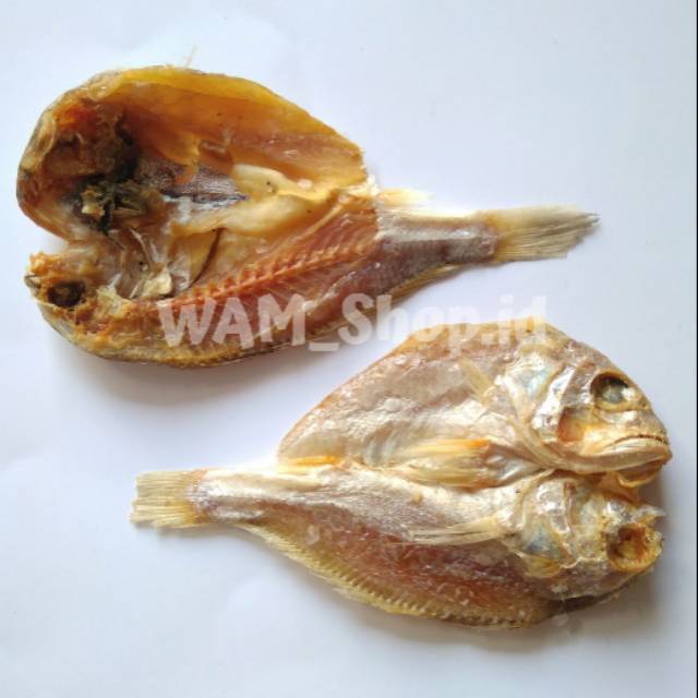 Detail Gambar Ikan Biji Nangka Nomer 31