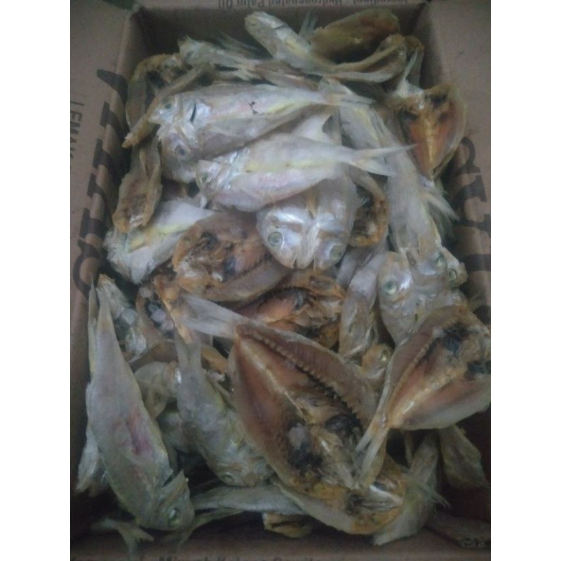 Detail Gambar Ikan Biji Nangka Nomer 37