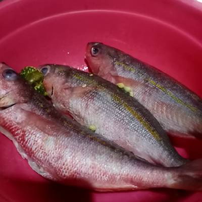 Detail Gambar Ikan Biji Nangka Nomer 5