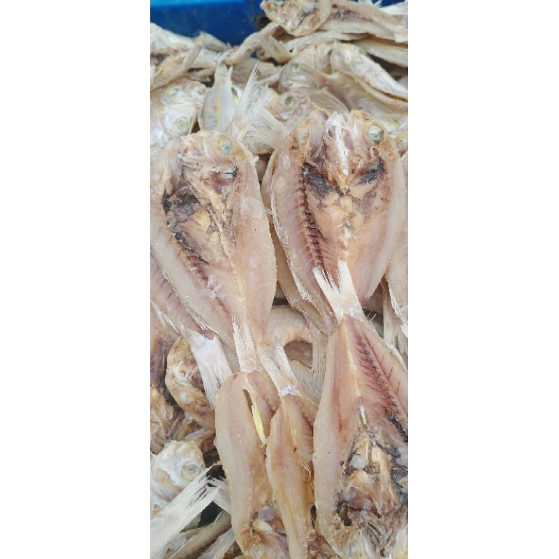 Detail Gambar Ikan Biji Nangka Nomer 39