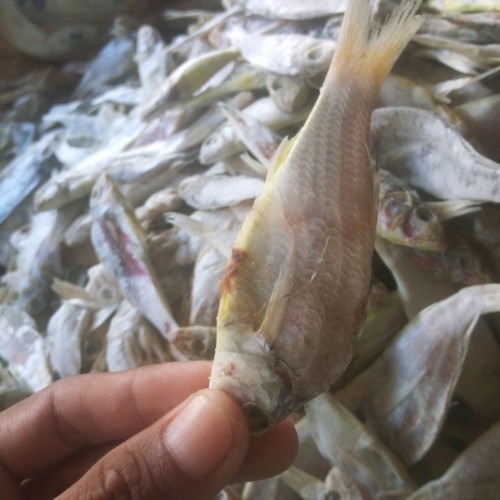 Detail Gambar Ikan Biji Nangka Nomer 41