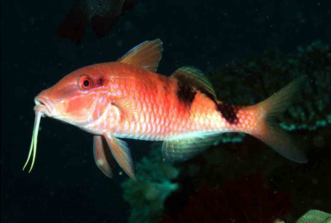 Detail Gambar Ikan Biji Nangka Nomer 42
