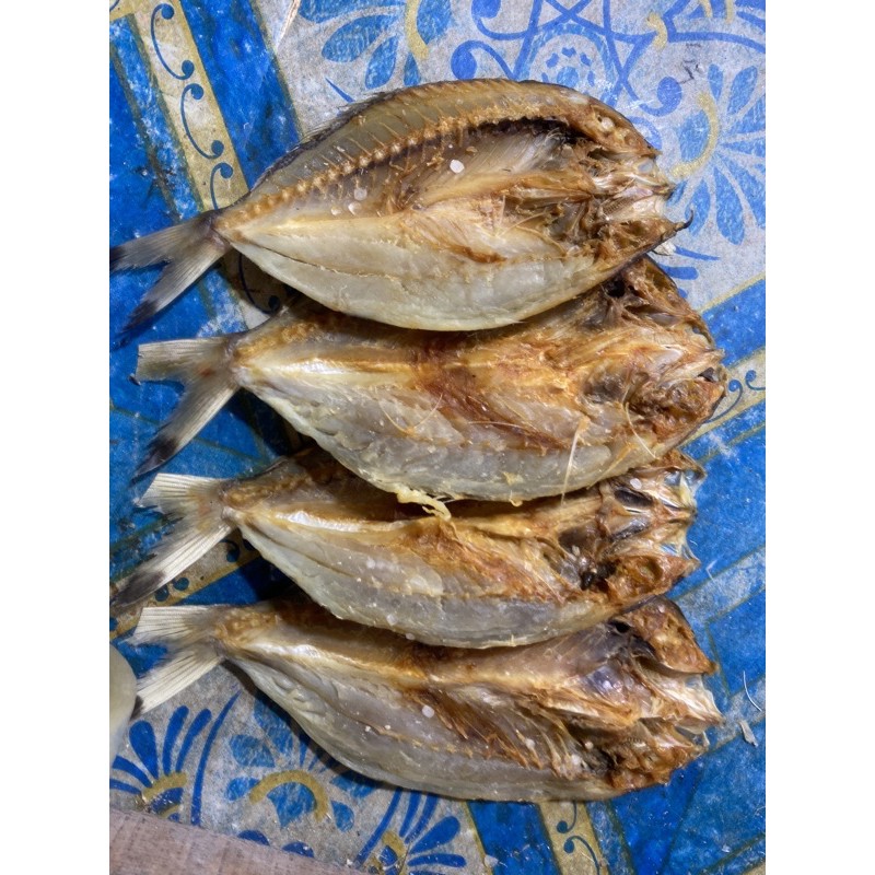 Detail Gambar Ikan Biji Nangka Nomer 44