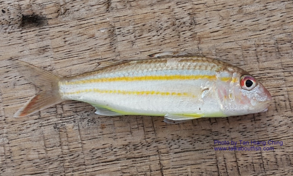 Detail Gambar Ikan Biji Nangka Nomer 46