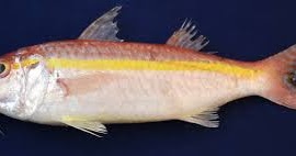 Detail Gambar Ikan Biji Nangka Nomer 6