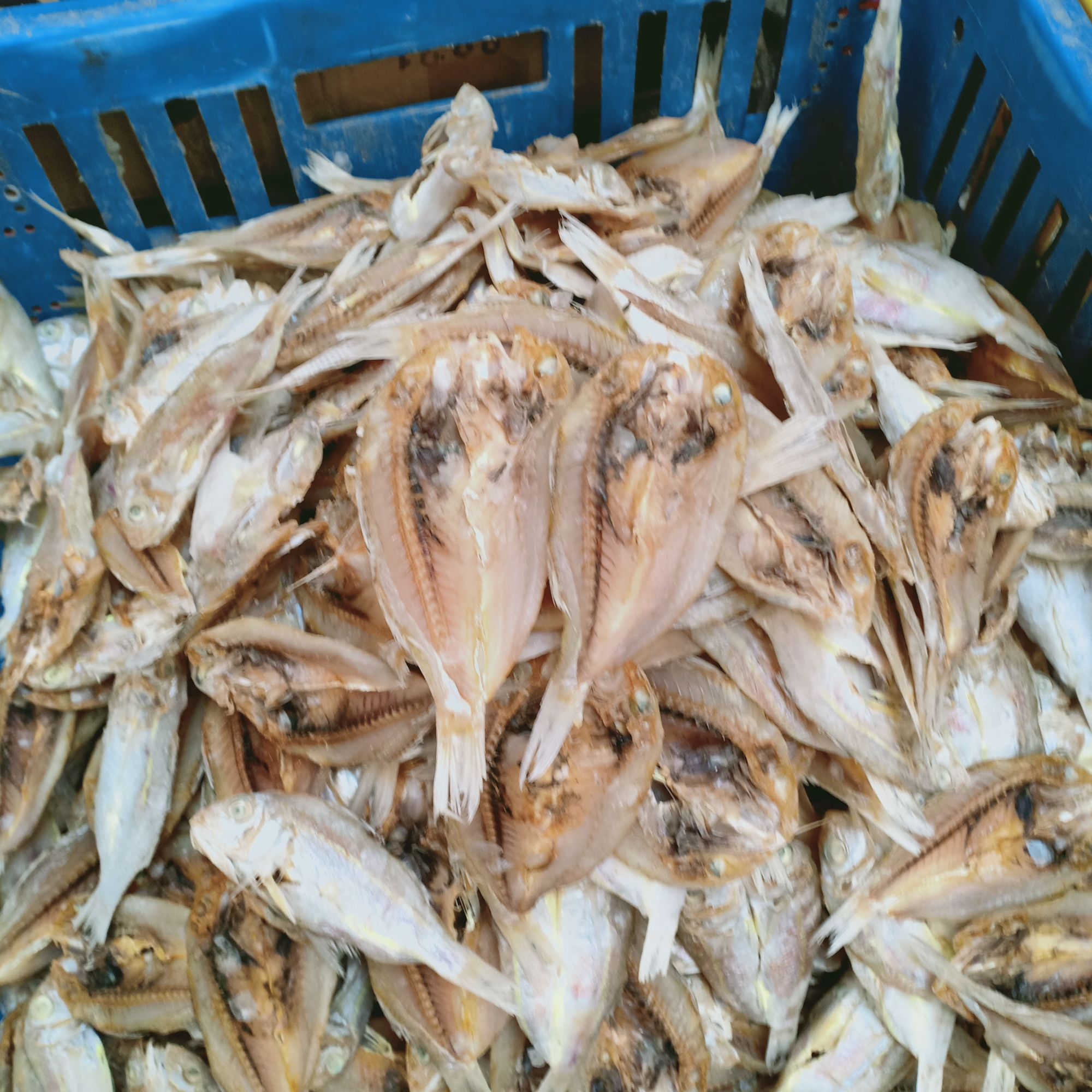 Detail Gambar Ikan Biji Nangka Nomer 50