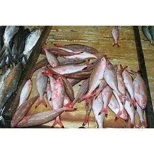 Detail Gambar Ikan Biji Nangka Nomer 53