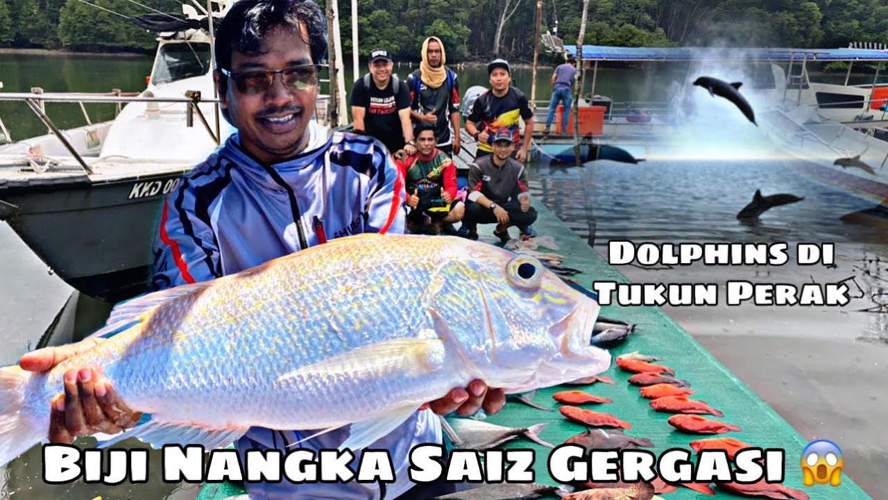 Detail Gambar Ikan Biji Nangka Nomer 54