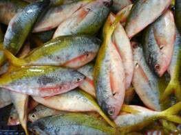 Detail Gambar Ikan Biji Nangka Nomer 55