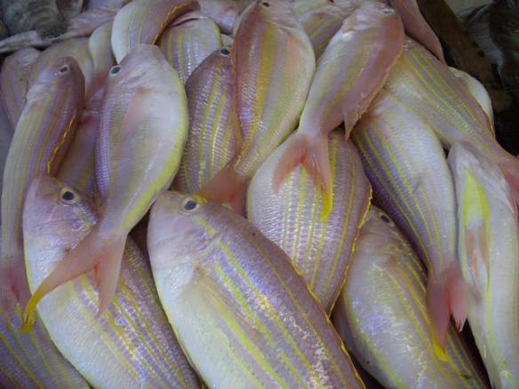 Detail Gambar Ikan Biji Nangka Nomer 7