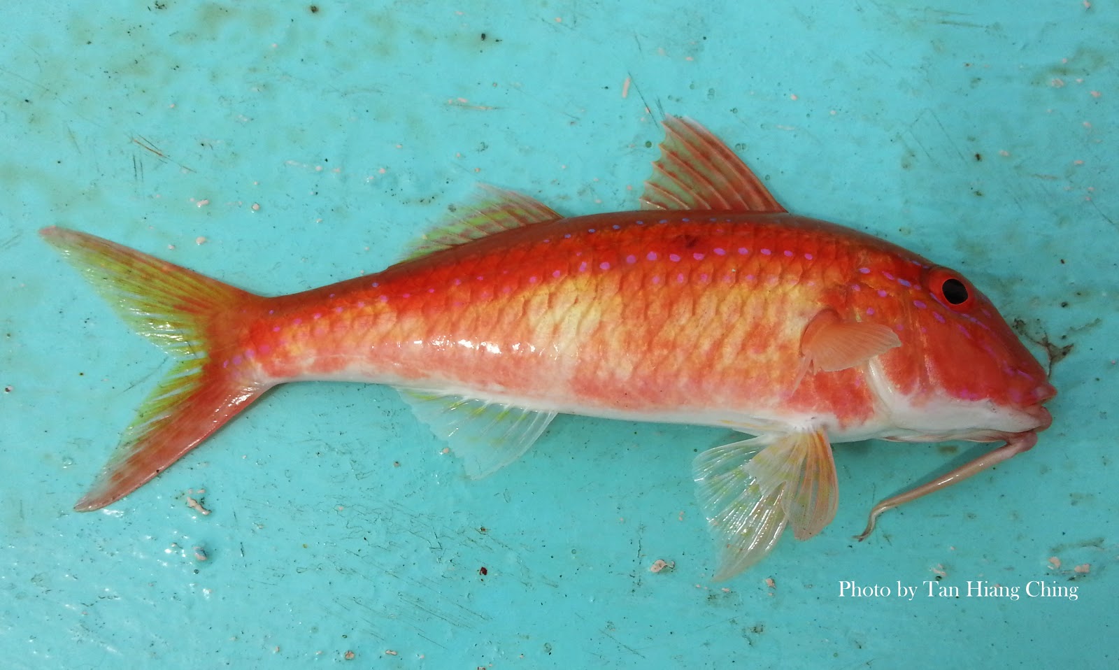 Detail Gambar Ikan Biji Nangka Nomer 10