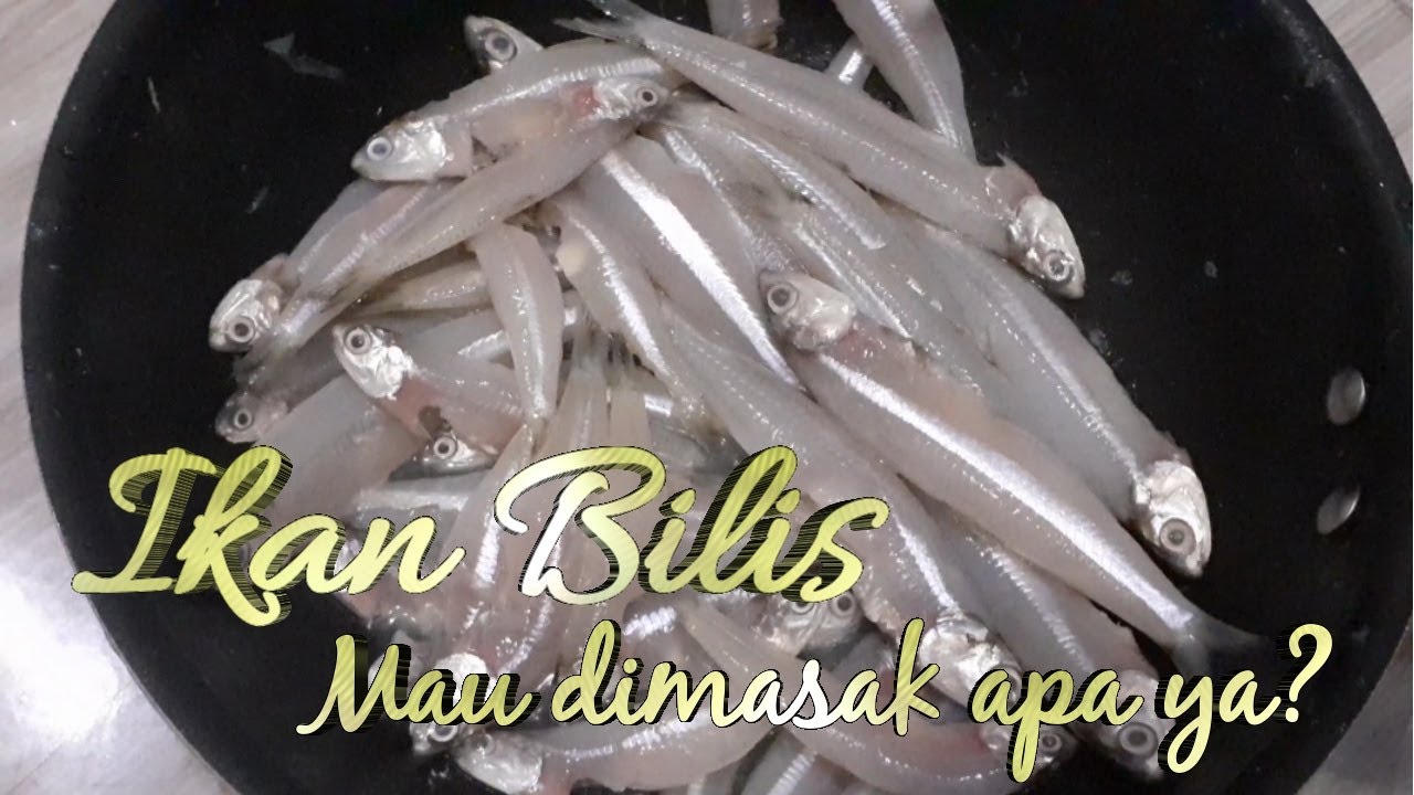 Detail Gambar Ikan Bilis Nomer 43