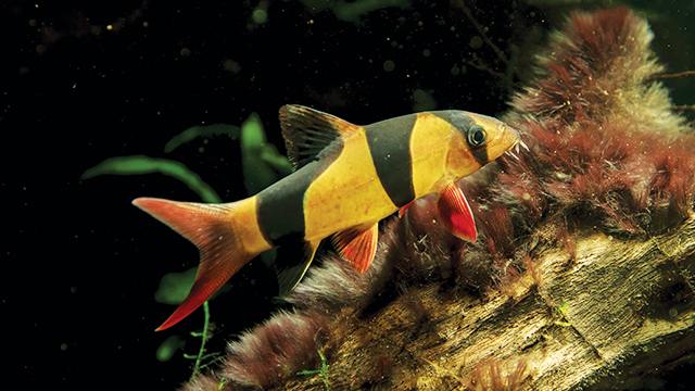 Gambar Ikan Botia - KibrisPDR