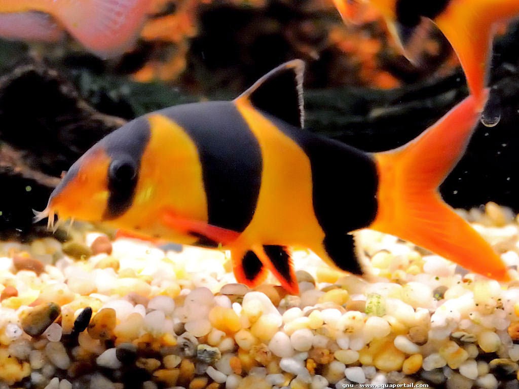 Detail Gambar Ikan Botia Nomer 2