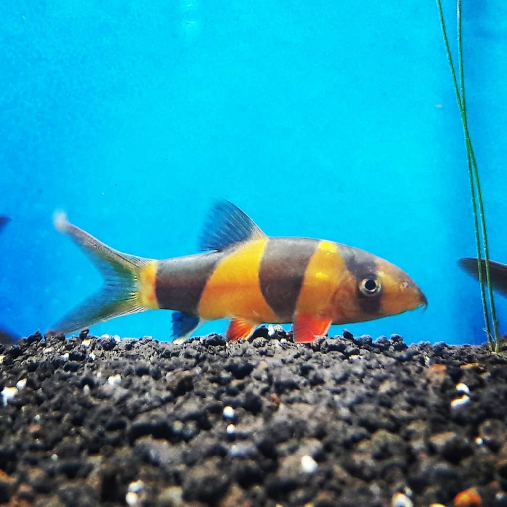 Detail Gambar Ikan Botia Nomer 11
