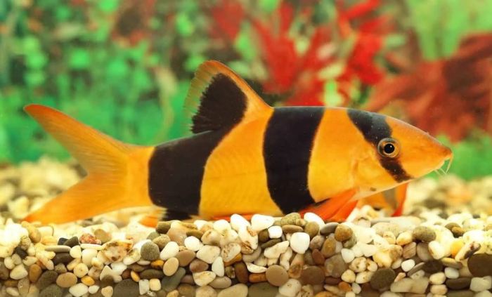 Detail Gambar Ikan Botia Nomer 12