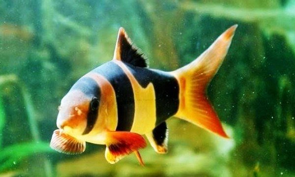 Detail Gambar Ikan Botia Nomer 13