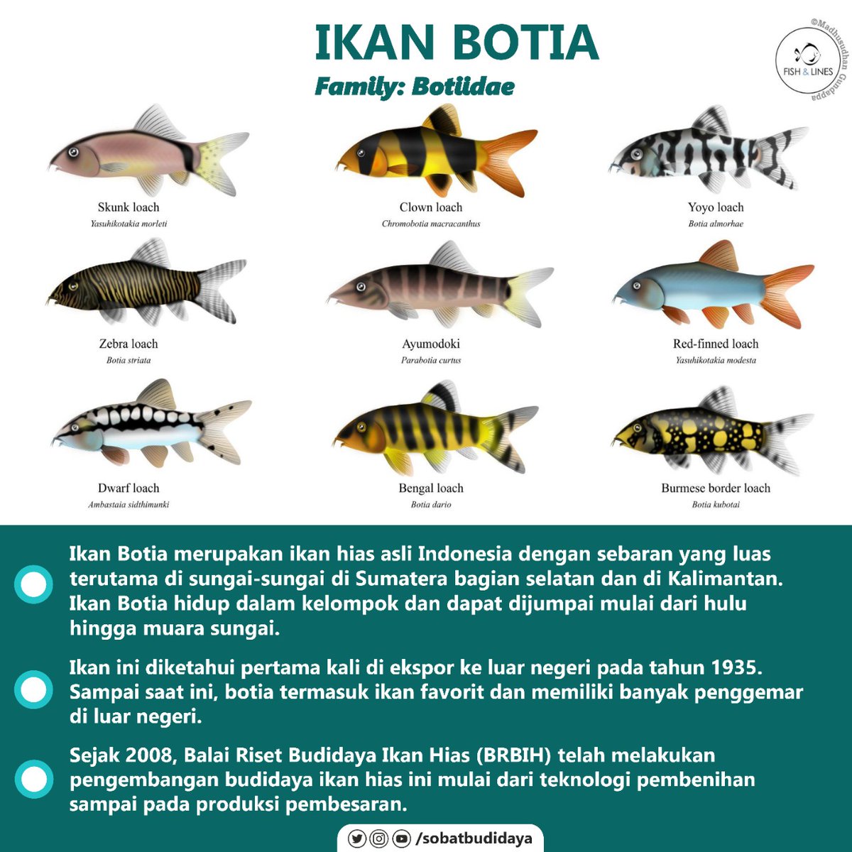 Detail Gambar Ikan Botia Nomer 14
