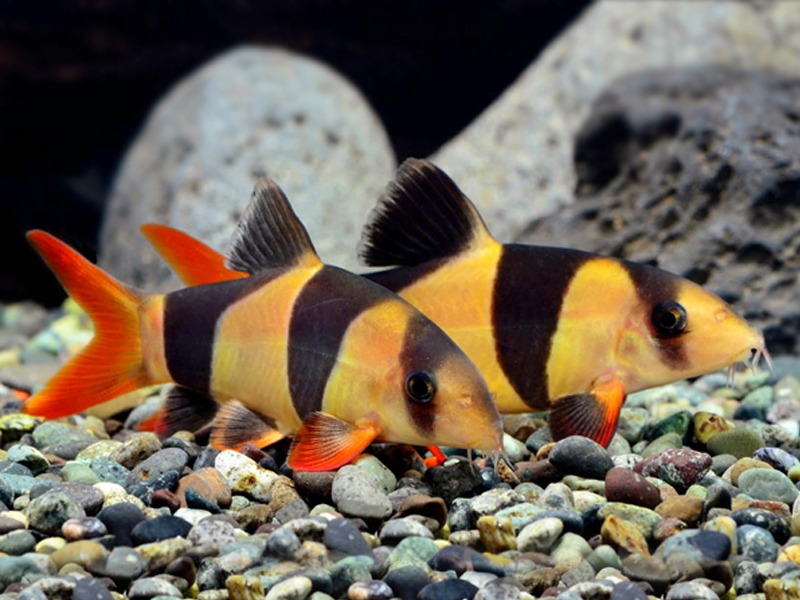 Detail Gambar Ikan Botia Nomer 15