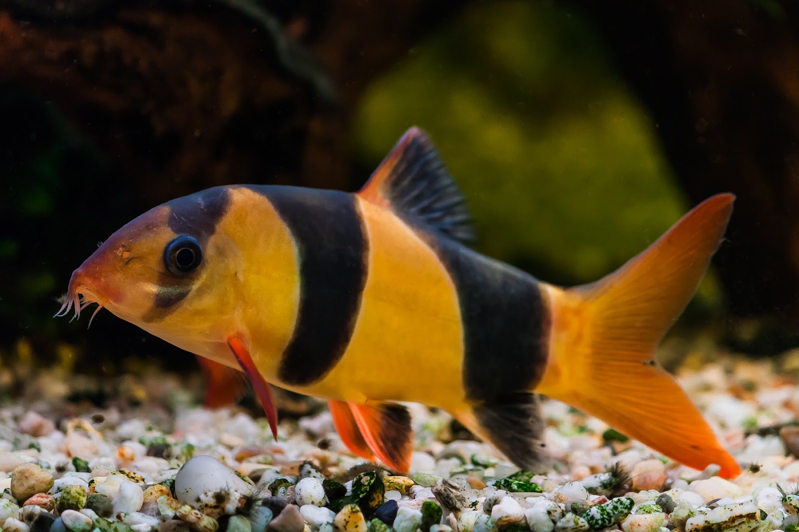 Detail Gambar Ikan Botia Nomer 17