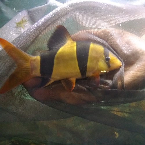 Detail Gambar Ikan Botia Nomer 18