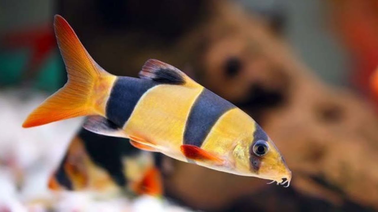 Detail Gambar Ikan Botia Nomer 19