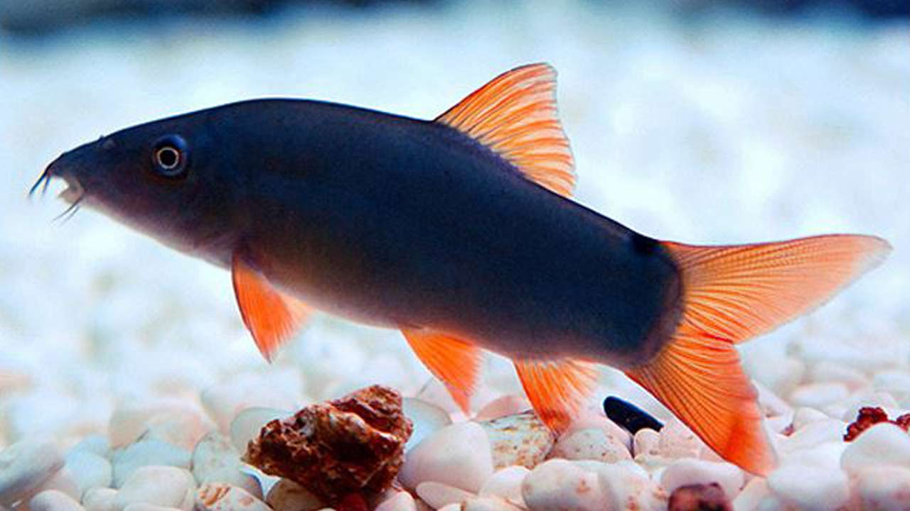 Detail Gambar Ikan Botia Nomer 20
