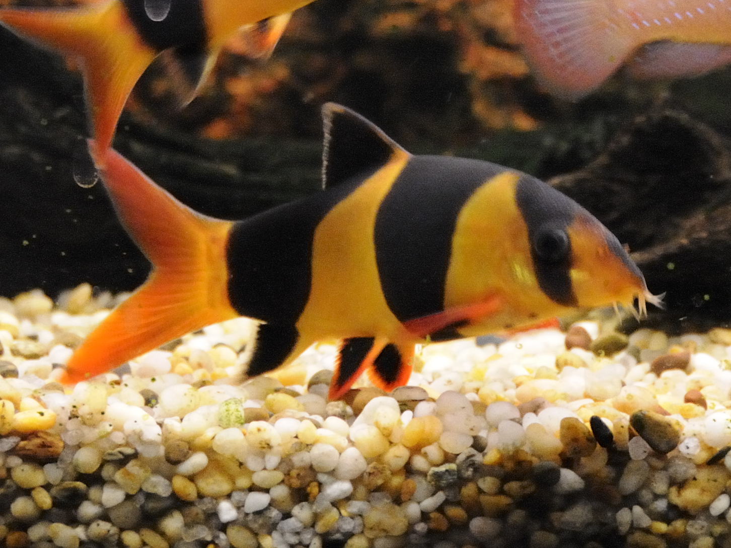 Detail Gambar Ikan Botia Nomer 3