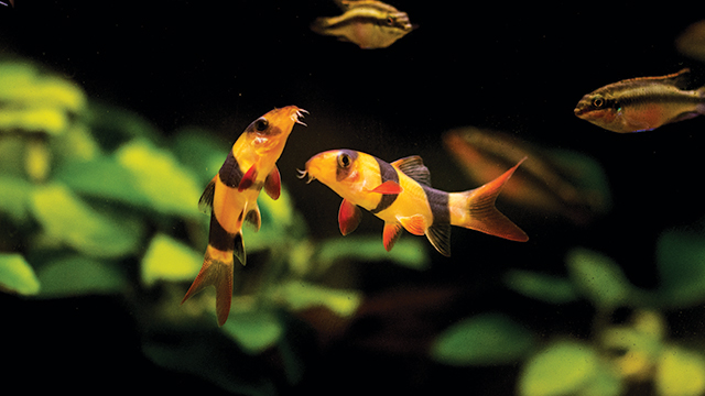 Detail Gambar Ikan Botia Nomer 21