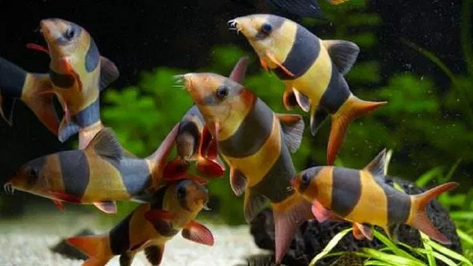 Detail Gambar Ikan Botia Nomer 22