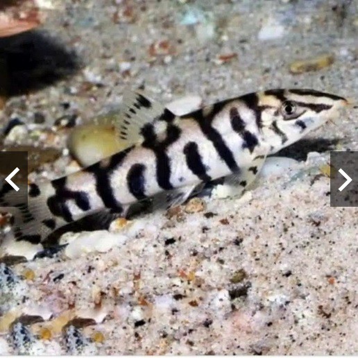 Detail Gambar Ikan Botia Nomer 23