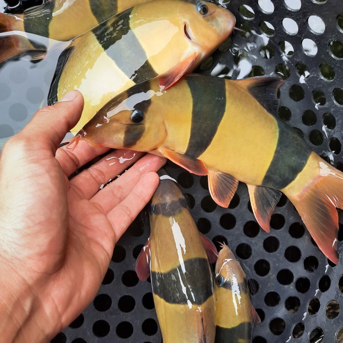 Detail Gambar Ikan Botia Nomer 24
