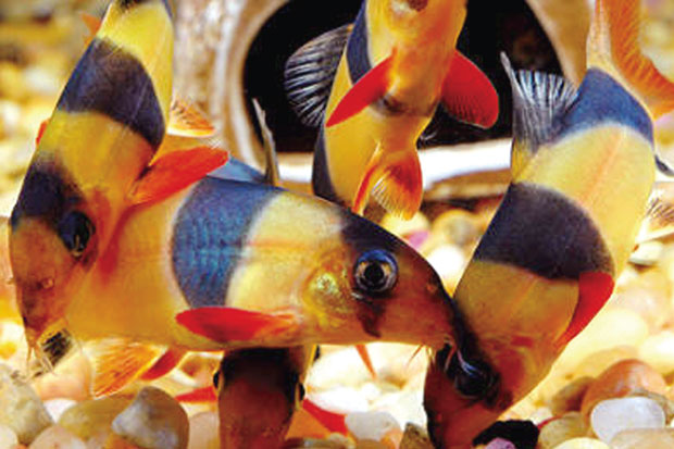 Detail Gambar Ikan Botia Nomer 25