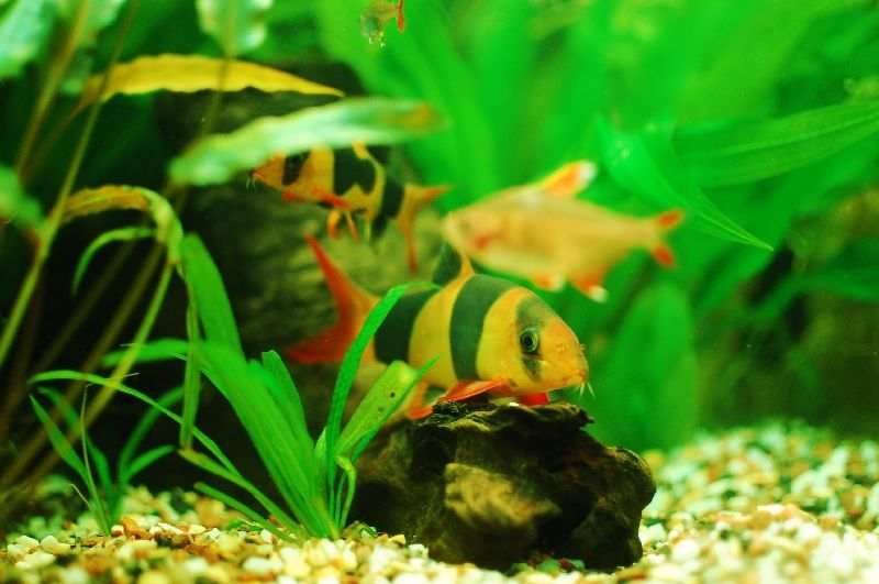 Detail Gambar Ikan Botia Nomer 26