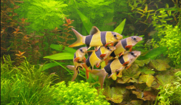 Detail Gambar Ikan Botia Nomer 27