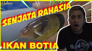 Detail Gambar Ikan Botia Nomer 28