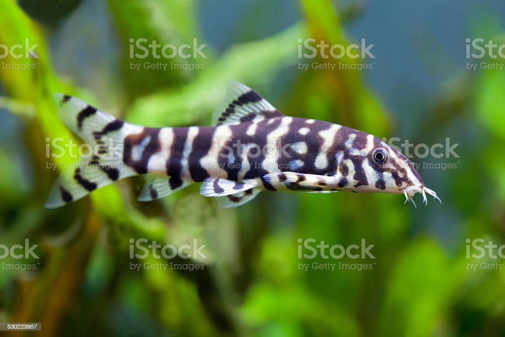 Detail Gambar Ikan Botia Nomer 29