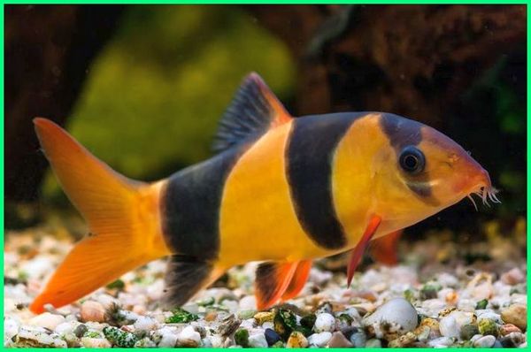 Detail Gambar Ikan Botia Nomer 4
