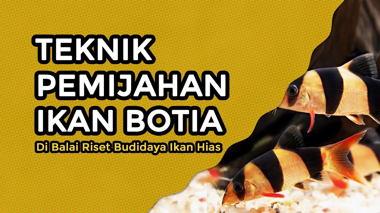 Detail Gambar Ikan Botia Nomer 30