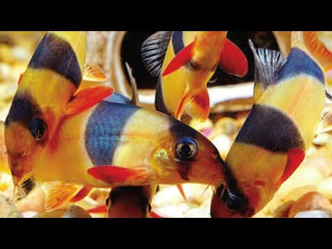 Detail Gambar Ikan Botia Nomer 31