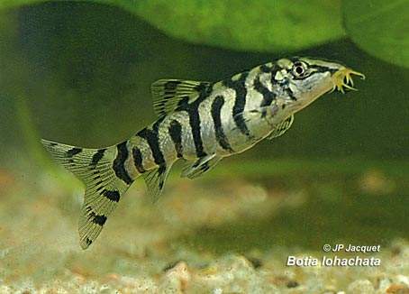 Detail Gambar Ikan Botia Nomer 32
