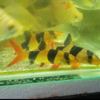 Detail Gambar Ikan Botia Nomer 33