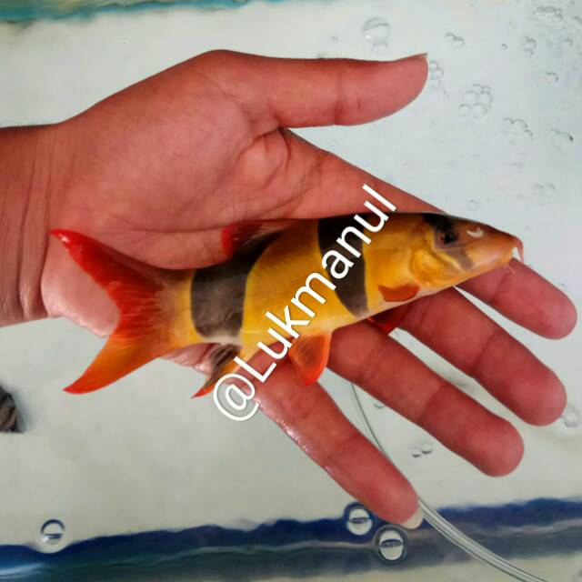 Detail Gambar Ikan Botia Nomer 34