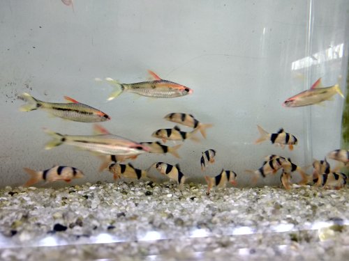 Detail Gambar Ikan Botia Nomer 35