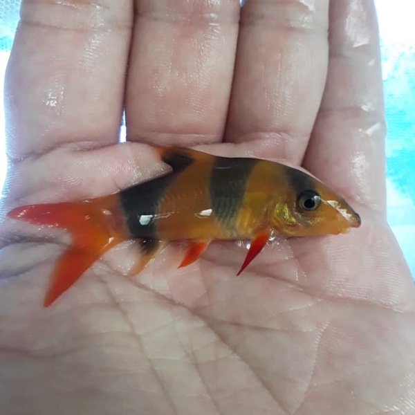 Detail Gambar Ikan Botia Nomer 36