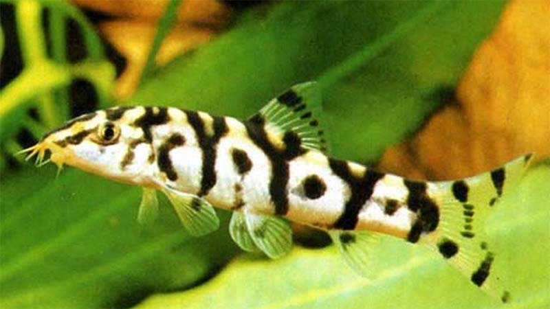 Detail Gambar Ikan Botia Nomer 37