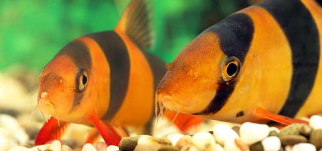 Detail Gambar Ikan Botia Nomer 38
