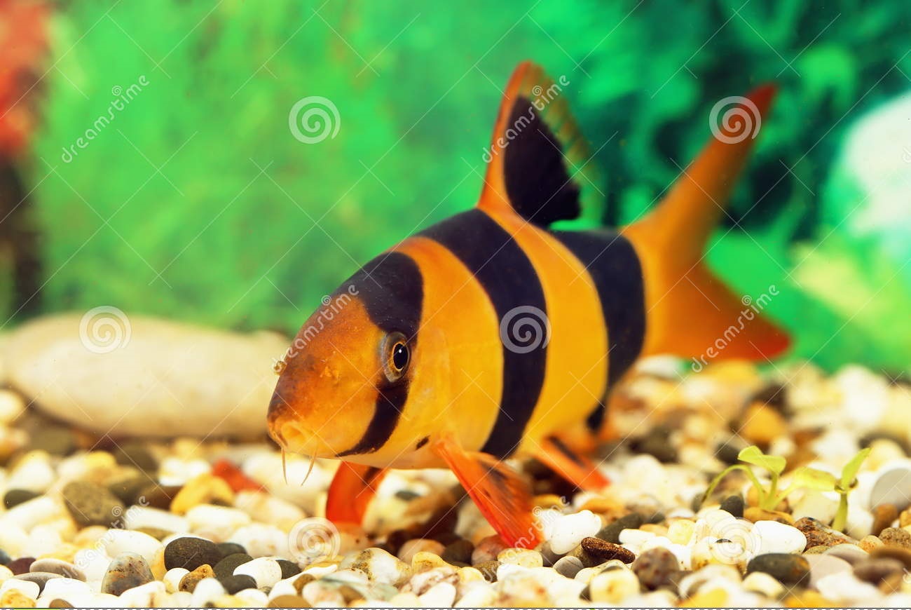 Detail Gambar Ikan Botia Nomer 5