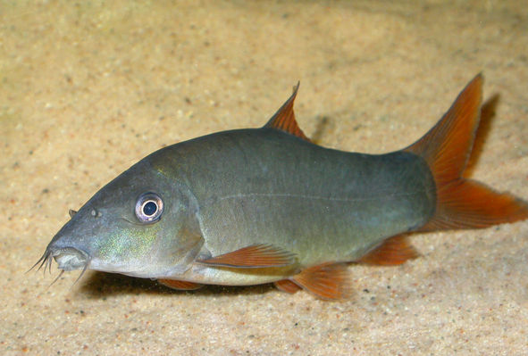 Detail Gambar Ikan Botia Nomer 39